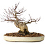 Acer palmatum, 23 cm, ± 20 years old, with a nebari of 10 cm