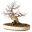 Acer palmatum, 23 cm, ± 20 jaar oud, met een nebari van 10 cm