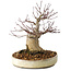 Acer palmatum, 23 cm, ± 20 jaar oud, met een nebari van 10 cm
