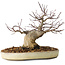 Acer palmatum, 23 cm, ± 20 jaar oud, met een nebari van 10 cm