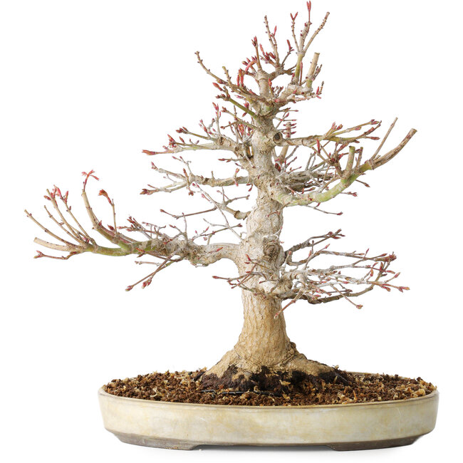 Acer palmatum, 27 cm, ± 25 jaar oud, met een nebari van 13 cm