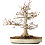 Acer palmatum, 27 cm, ± 25 years old, with a nebari of 13 cm