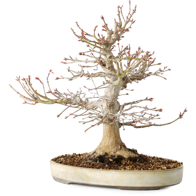Acer palmatum, 27 cm, ± 25 Jahre alt, mit einem Nebari von 13 cm