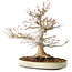 Acer palmatum, 27 cm, ± 25 jaar oud, met een nebari van 13 cm