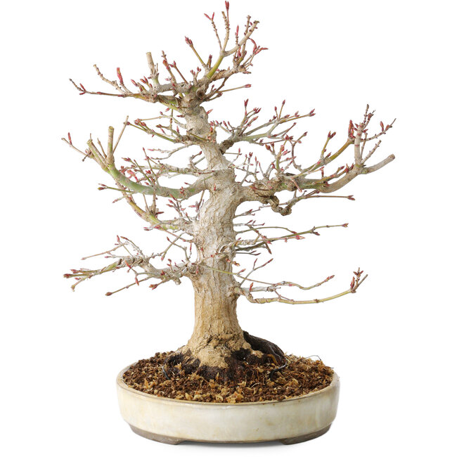 Acer palmatum, 27 cm, ± 25 Jahre alt, mit einem Nebari von 13 cm