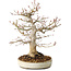 Acer palmatum, 27 cm, ± 25 jaar oud, met een nebari van 13 cm