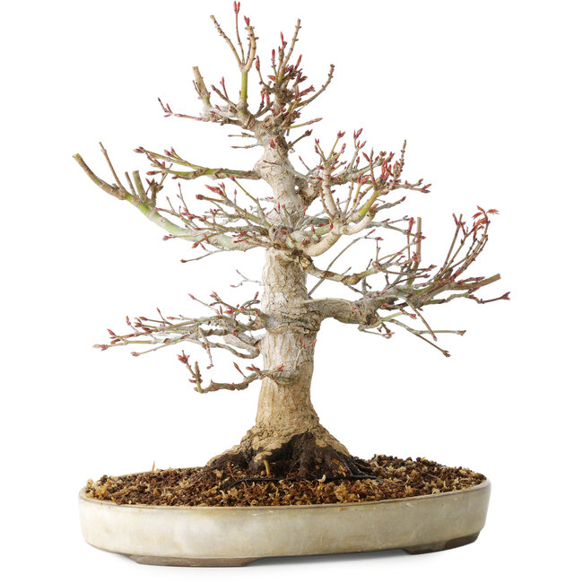 Acer palmatum, 27 cm, ± 25 Jahre alt, mit einem Nebari von 13 cm