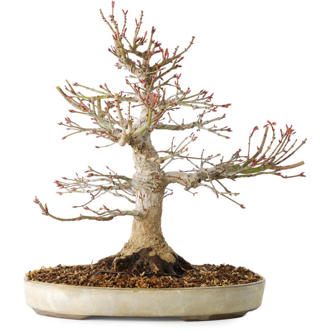 Acer palmatum, 27 cm, ± 25 ans, avec un nebari de 13 cm