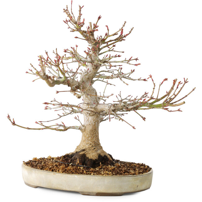 Acer palmatum, 27 cm, ± 25 jaar oud, met een nebari van 13 cm
