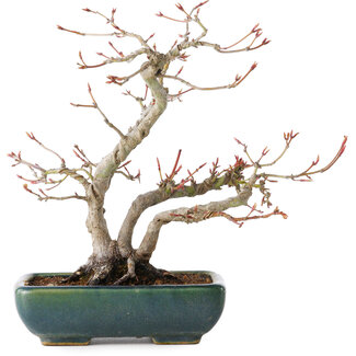Acer palmatum, 21 cm, ± 20 jaar oud