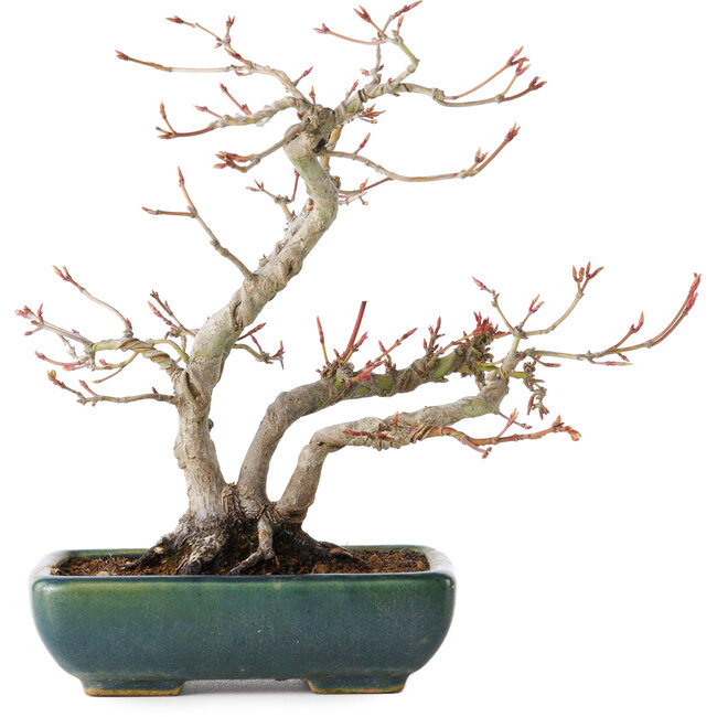 Acer palmatum, 21 cm, ± 20 jaar oud, met een nebari van 7 cm