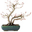 Acer palmatum, 21 cm, ± 20 jaar oud, met een nebari van 7 cm