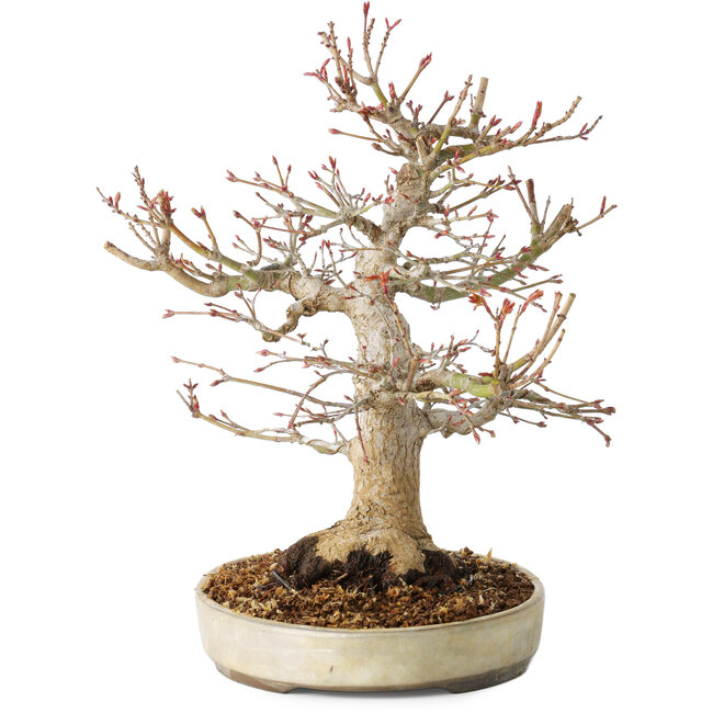 Acer palmatum, 27 cm, ± 25 jaar oud, met een nebari van 13 cm