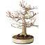 Acer palmatum, 27 cm, ± 25 jaar oud, met een nebari van 13 cm