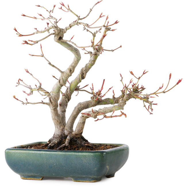 Acer palmatum, 21 cm, ± 20 ans, avec un nebari de 7 cm
