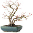 Acer palmatum, 21 cm, ± 20 jaar oud, met een nebari van 7 cm