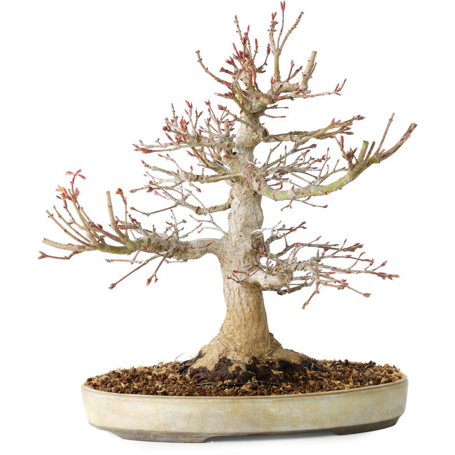 Acer palmatum, 27 cm, ± 25 años, con un nebari de 13 cm