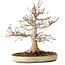 Acer palmatum, 27 cm, ± 25 jaar oud, met een nebari van 13 cm