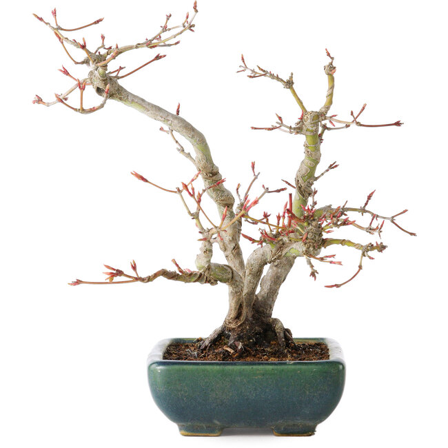 Acer palmatum, 21 cm, ± 20 Jahre alt, mit einem Nebari von 7 cm