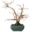 Acer palmatum, 21 cm, ± 20 jaar oud, met een nebari van 7 cm