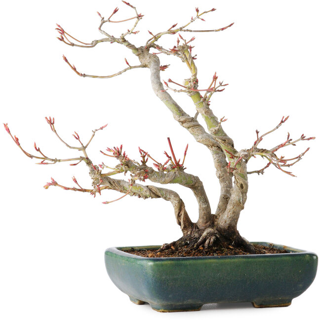 Acer palmatum, 21 cm, ± 20 Jahre alt, mit einem Nebari von 7 cm