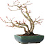 Acer palmatum, 21 cm, ± 20 jaar oud, met een nebari van 7 cm