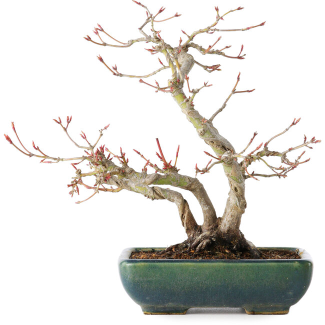 Acer palmatum, 21 cm, ± 20 Jahre alt, mit einem Nebari von 7 cm