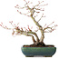Acer palmatum, 21 cm, ± 20 jaar oud, met een nebari van 7 cm