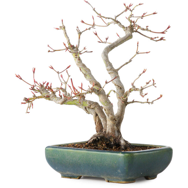 Acer palmatum, 21 cm, ± 20 jaar oud, met een nebari van 7 cm