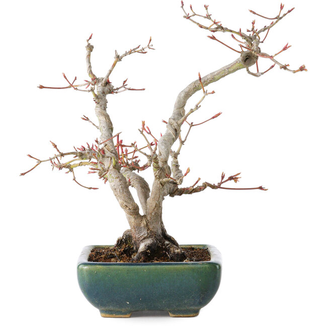 Acer palmatum, 21 cm, ± 20 anni, con un nebari di 7 cm