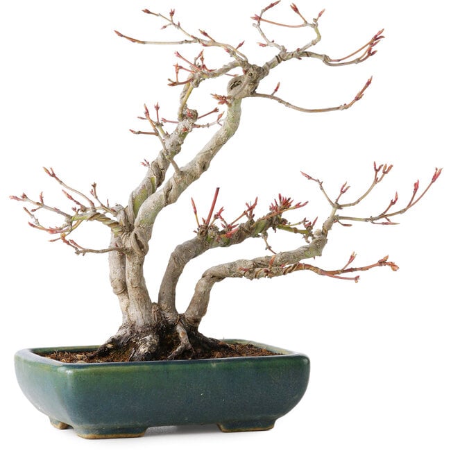 Acer palmatum, 21 cm, ± 20 jaar oud, met een nebari van 7 cm