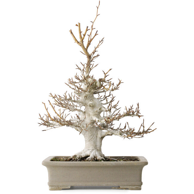 Fagus crenata, 45 cm, ± 30 jaar oud, met een nebari van 13 cm, in een handgemaakte Japanse pot van Reiho