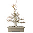 Fagus crenata, 45 cm, ± 30 years old, with a nebari of 13 cm, in a handmade Japanese pot by Reiho