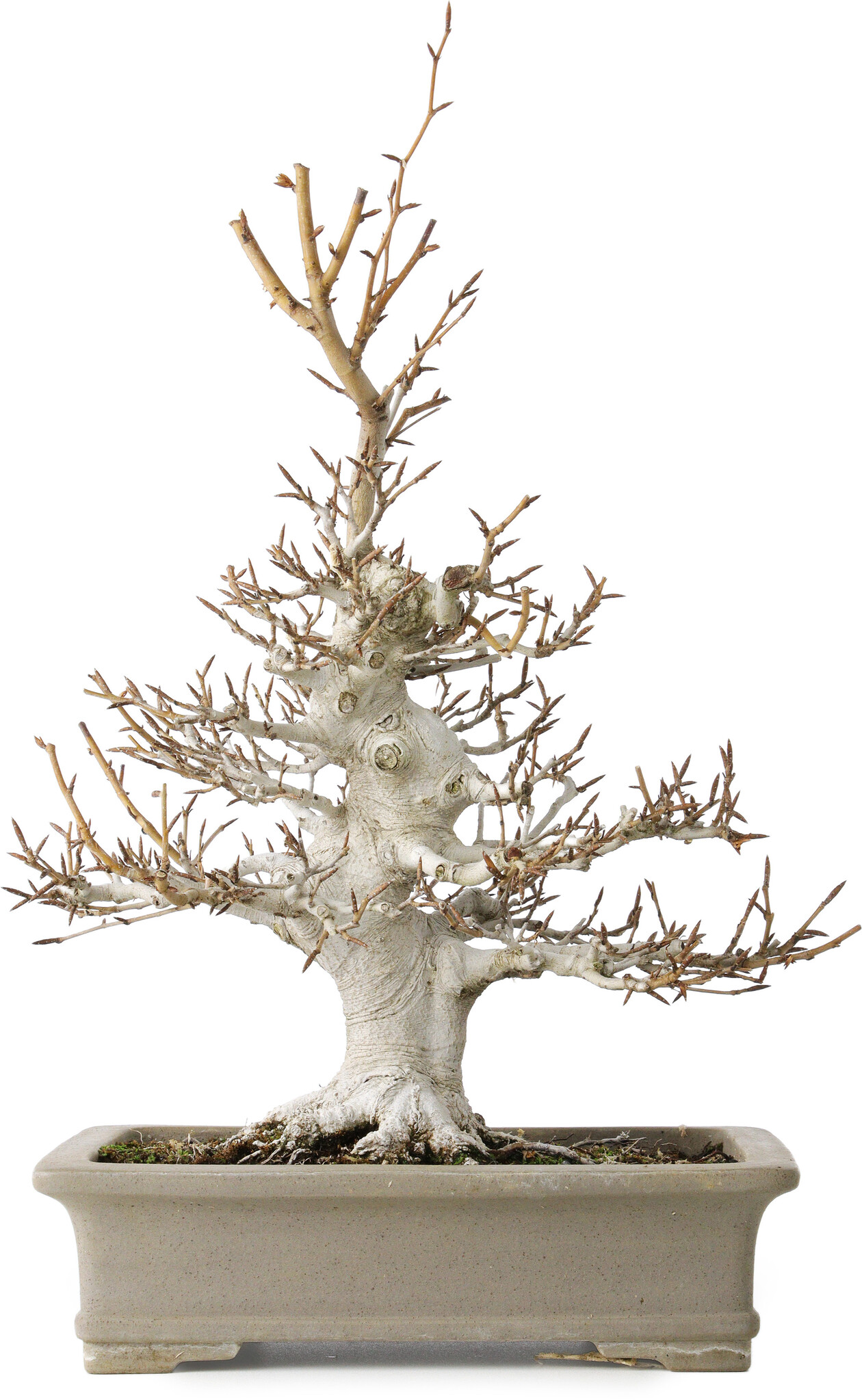Fagus crenata, 45 cm,  30 years old, with a nebari of 13 cm, in a handmade  Japanese pot by Reiho - Bonsai Plaza