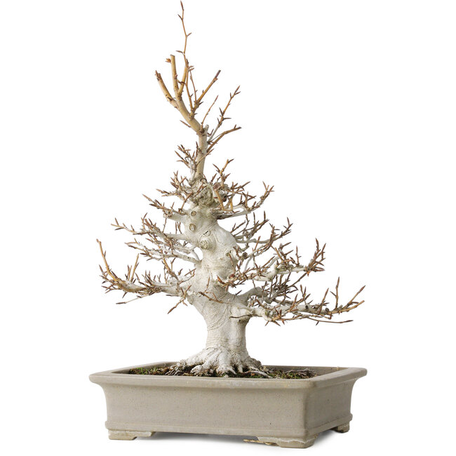 Fagus crenata, 45 cm, ± 30 anni, con un nebari di 13 cm, in un vaso giapponese fatto a mano da Reiho