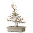 Fagus crenata, 45 cm, ± 30 years old, with a nebari of 13 cm, in a handmade Japanese pot by Reiho