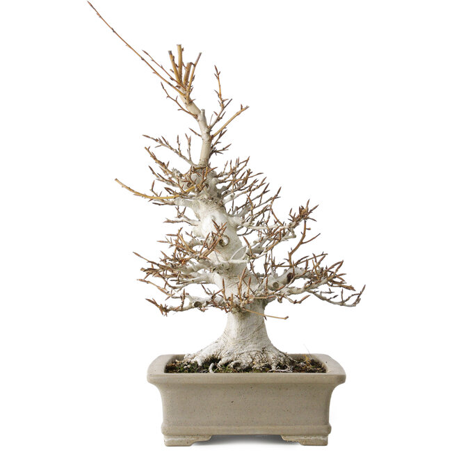 Fagus crenata, 45 cm, ± 30 years old, with a nebari of 13 cm, in a handmade Japanese pot by Reiho