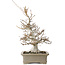 Fagus crenata, 45 cm, ± 30 years old, with a nebari of 13 cm, in a handmade Japanese pot by Reiho
