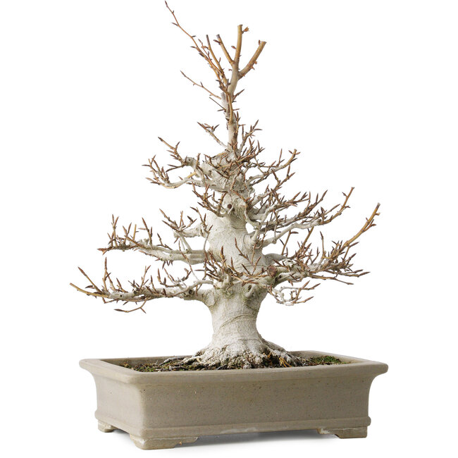 Fagus crenata, 45 cm, ± 30 Jahre alt, mit einem Nebari von 13 cm, in einem handgefertigten japanischen Topf von Reiho