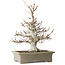 Fagus crenata, 45 cm, ± 30 years old, with a nebari of 13 cm, in a handmade Japanese pot by Reiho