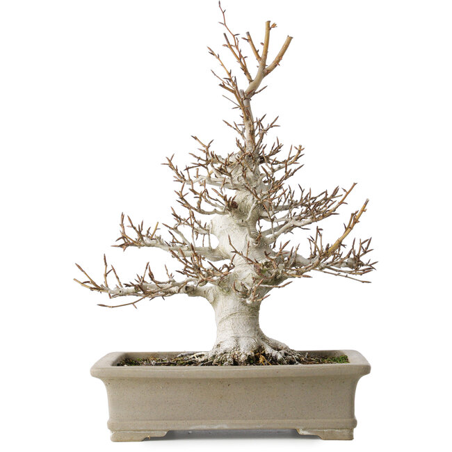 Fagus crenata, 45 cm, ± 30 years old, with a nebari of 13 cm, in a handmade Japanese pot by Reiho