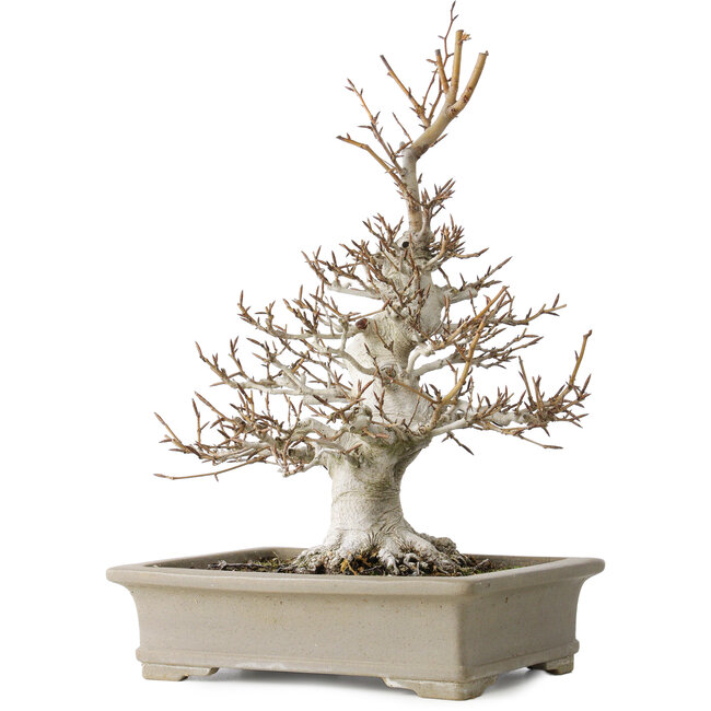 Fagus crenata, 45 cm, ± 30 jaar oud, met een nebari van 13 cm, in een handgemaakte Japanse pot van Reiho