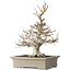 Fagus crenata, 45 cm, ± 30 years old, with a nebari of 13 cm, in a handmade Japanese pot by Reiho