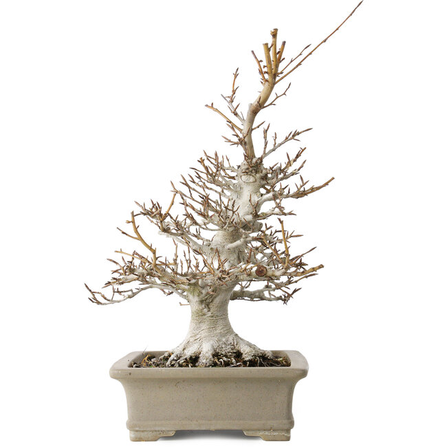 Fagus crenata, 45 cm, ± 30 anni, con un nebari di 13 cm, in un vaso giapponese fatto a mano da Reiho