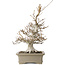 Fagus crenata, 45 cm, ± 30 years old, with a nebari of 13 cm, in a handmade Japanese pot by Reiho