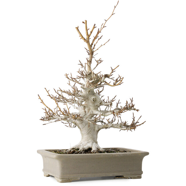 Fagus crenata, 45 cm, ± 30 años, con un nebari de 13 cm, en una maceta japonesa hecha a mano por Reiho