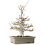 Fagus crenata, 45 cm, ± 30 anni, con un nebari di 13 cm, in un vaso giapponese fatto a mano da Reiho