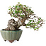 Elaeagnus, 15 cm, ± 20 anni, con un nebari di 7 cm, in un vaso giapponese fatto a mano da Yamaaki