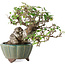 Elaeagnus, 15 cm, ± 20 anni, con un nebari di 7 cm, in un vaso giapponese fatto a mano da Yamaaki