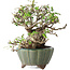 Elaeagnus, 15 cm, ± 20 jaar oud, met een nebari van 7 cm, in een handgemaakte Japanse pot van Yamaaki